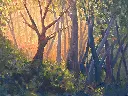 Forest Glade Lights.webp
