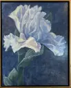 Blue Iris,  22 x 28"